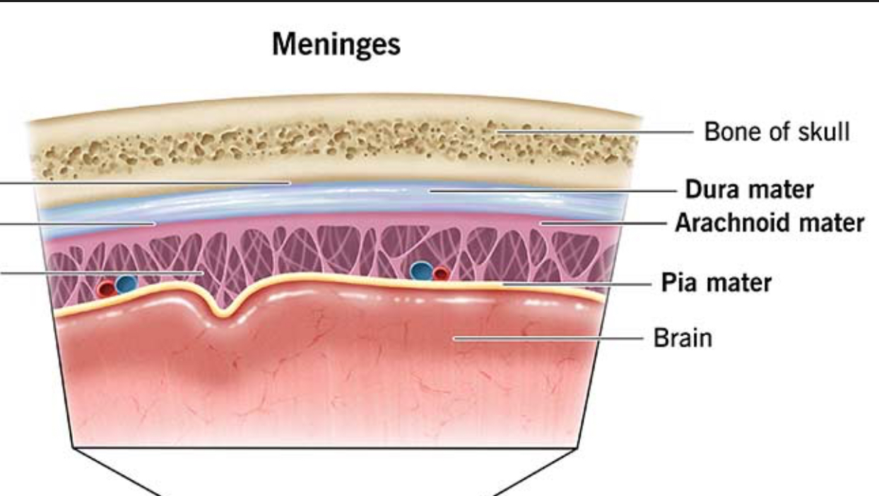 <ol><li><p>Dura mater</p></li><li><p>Arachnoid Mater</p></li><li><p>Pia Mater</p></li></ol><p></p>