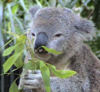 <p><span>Organism eats plant/algae&nbsp;</span></p>