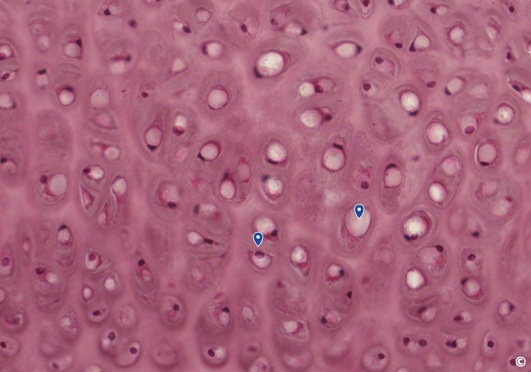 <p>identify area of histological slide, type of CT, and identify structures</p>