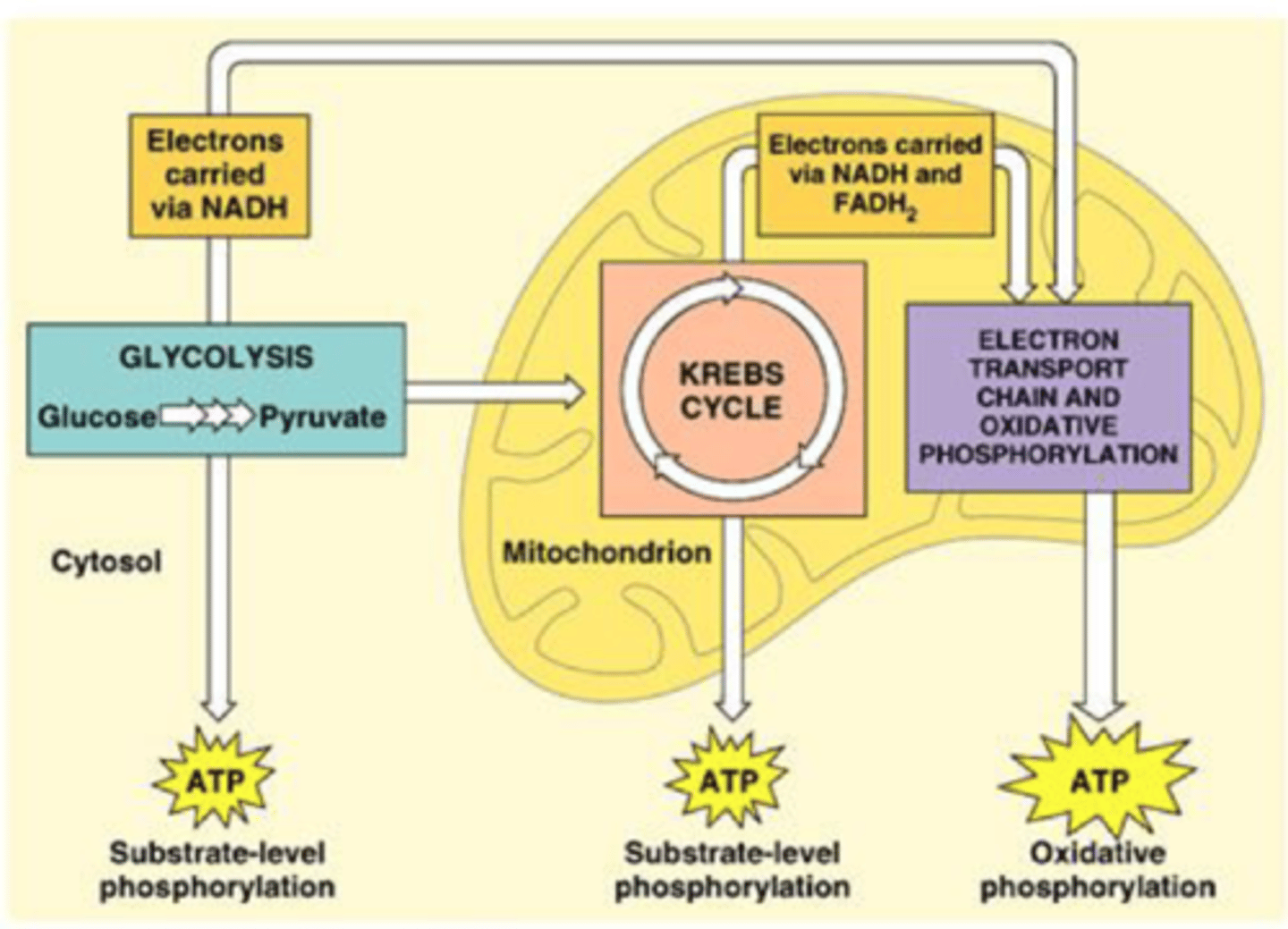 <p>generates ATP by oxidative phosphorylation -- most efficient method of ATP production</p>