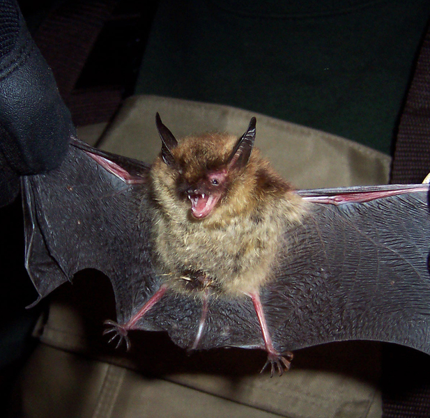 <p>Myotis septentrionalis </p>
