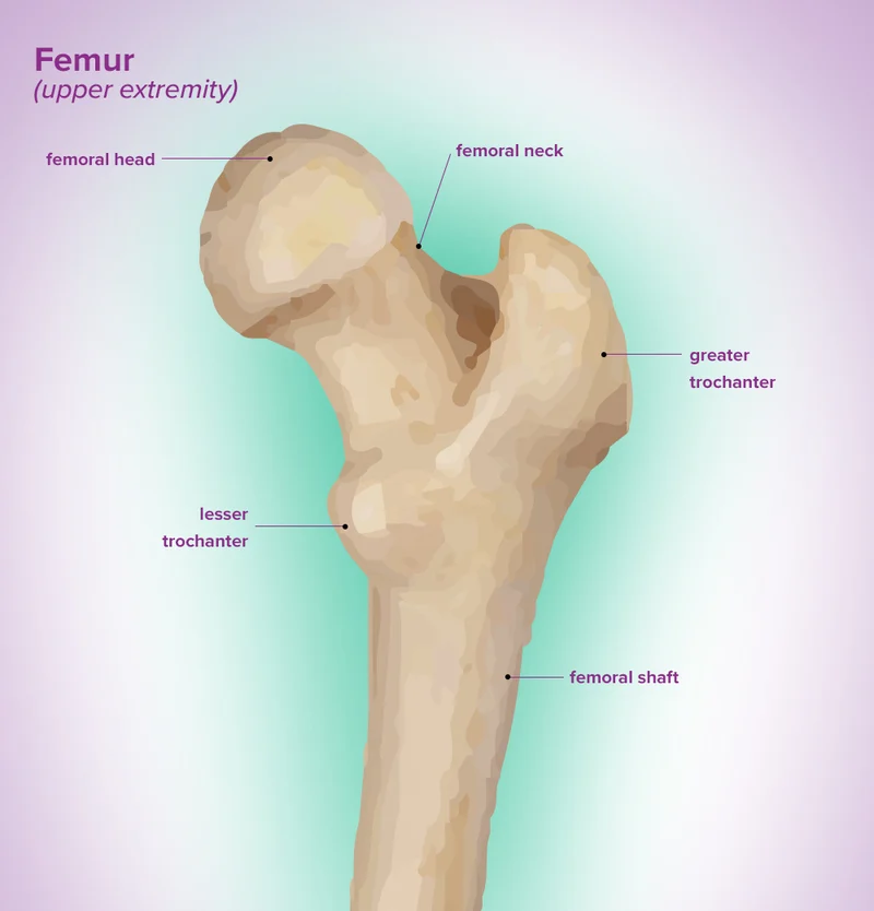 <p>a massive process found only on the femur</p>