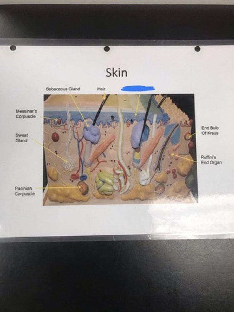 <p>Label the structure covered in blue ink and give a function</p>