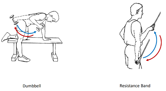 <p>These 2 isotonic exercises are called what?</p>