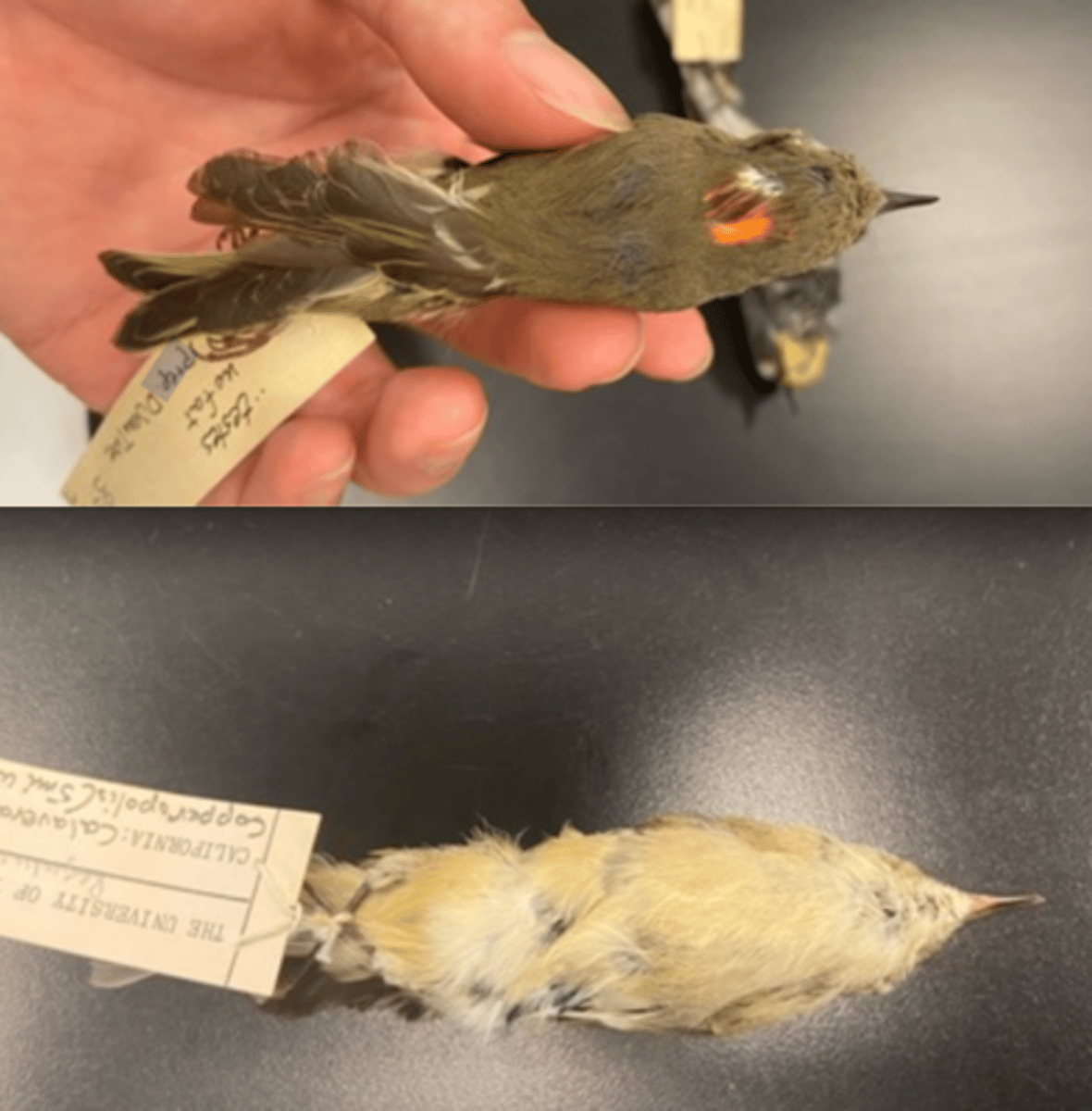 <p>DIET</p><p>- carnivorous (meat eater)</p><p>- MOSTLY INSECTS</p><p>---------------------------</p><p>MODE OF CAPTURE</p><p>- plucking</p><p>---------------------------</p><p>BEAK</p><p>- small</p><p>- thin </p><p>- straight bill</p><p>---------------------------</p><p>FOOT MORPHOLOGY</p><p>- Anisodactyl</p>