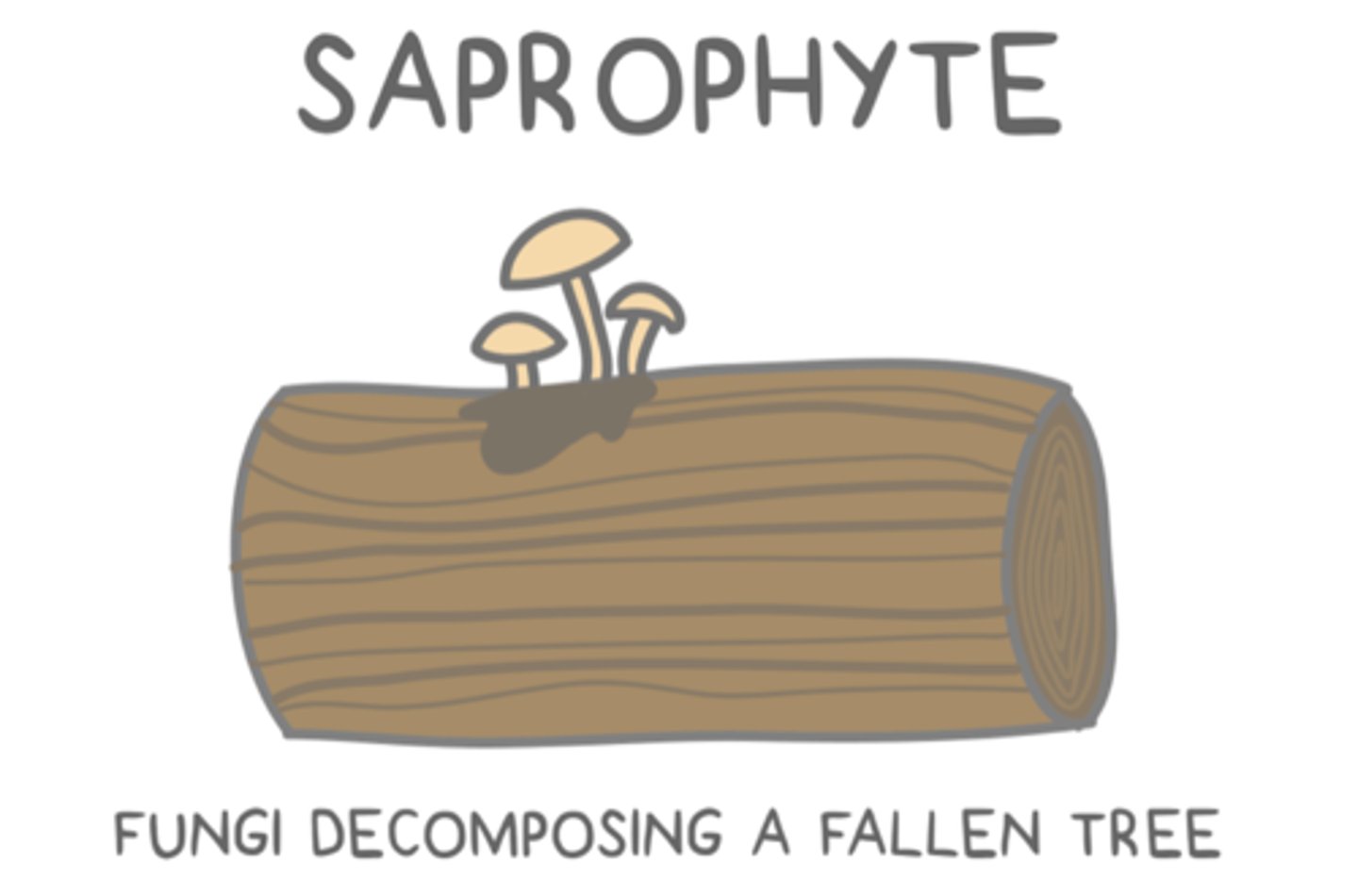 <p>saprophytes</p>