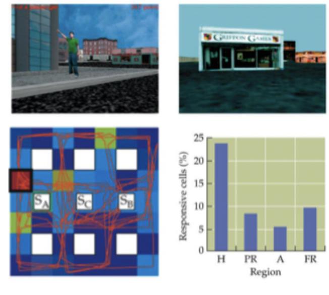 <ul><li><p>microelectrode arrays implanted prior to epilepsy surgery - allows recording from single neurons in human hippocampus</p></li><li><p>navigation through virtual reality environment - proportion of neurons that fire in response to a specific location in hippocampus, parahippocampal cortex, amygdala and frontal cortex</p></li><li><p>most responsive cells in hippocampus</p></li></ul><p></p>