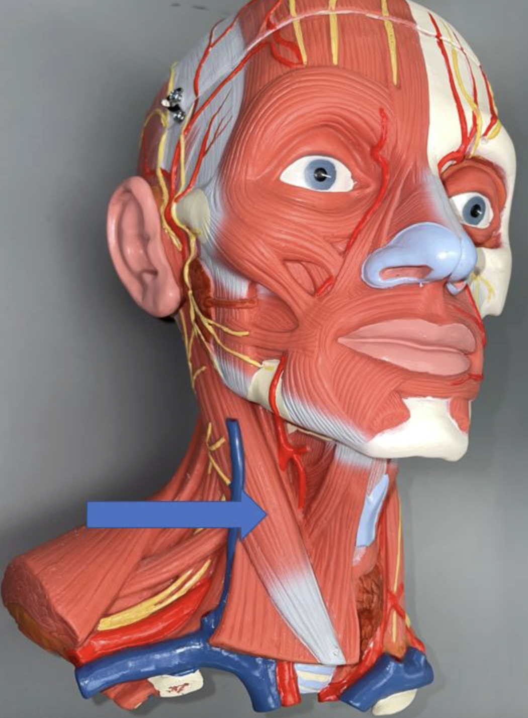 <p>muscle name & function</p>