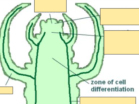 <p>Zone of Cell Differentiation</p>