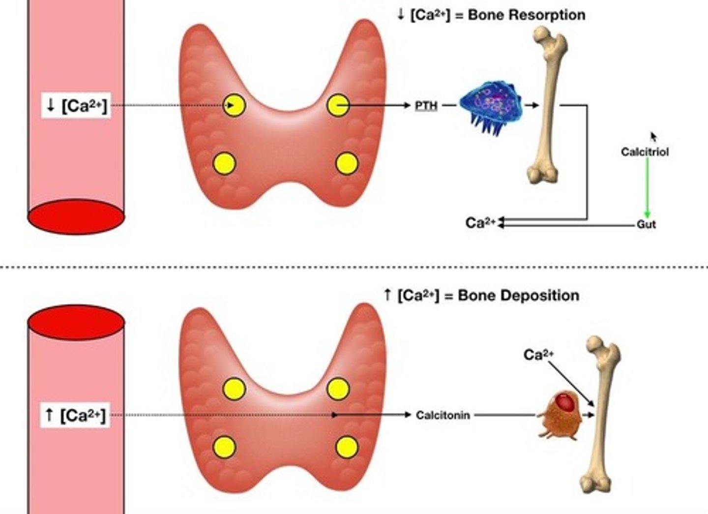 <p>Regulates blood calcium levels by activating osteoclasts and increasing renal calcium reabsorption.</p>