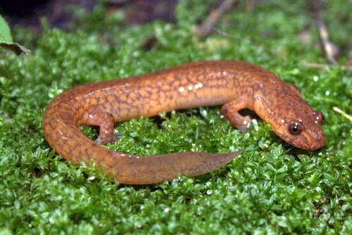 <p><span style="font-family: &quot;Times New Roman&quot;, serif">Has red feathery gills extending from slits along the head and patches of dark coloration along its body that form no specific pattern.</span></p>