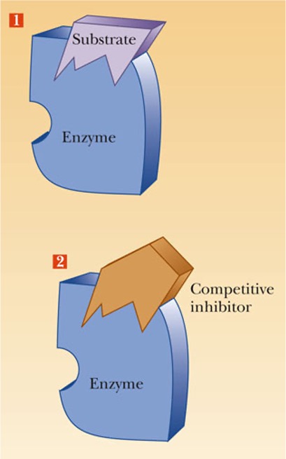 <p><span>competitive inhibitor</span></p>