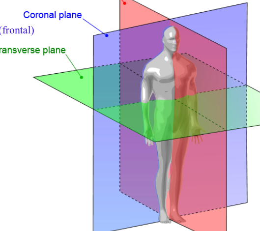 <p>Coronal (frontal) plane</p>