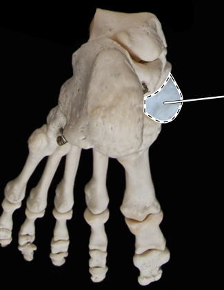 <p>Bones of the foot, posterior view</p>