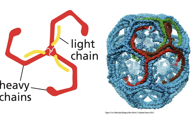 <p>6 proteins (3 heavy chains and 3 light chains) that form “triskelion” structure</p><p></p><p>Triskelions come together to form a “basket”.</p>