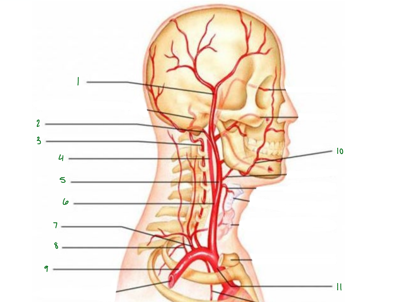 <p>What artery is 8 pointing at?</p>