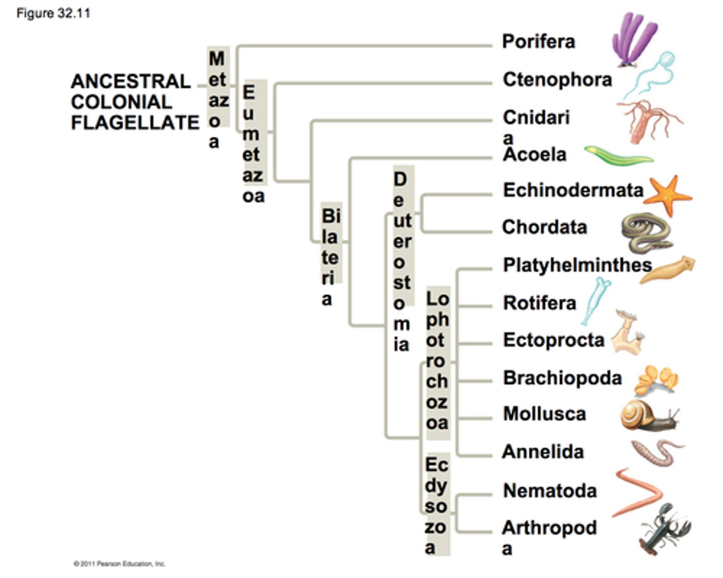 <p>Evolutionary history of a species or group of species.</p>