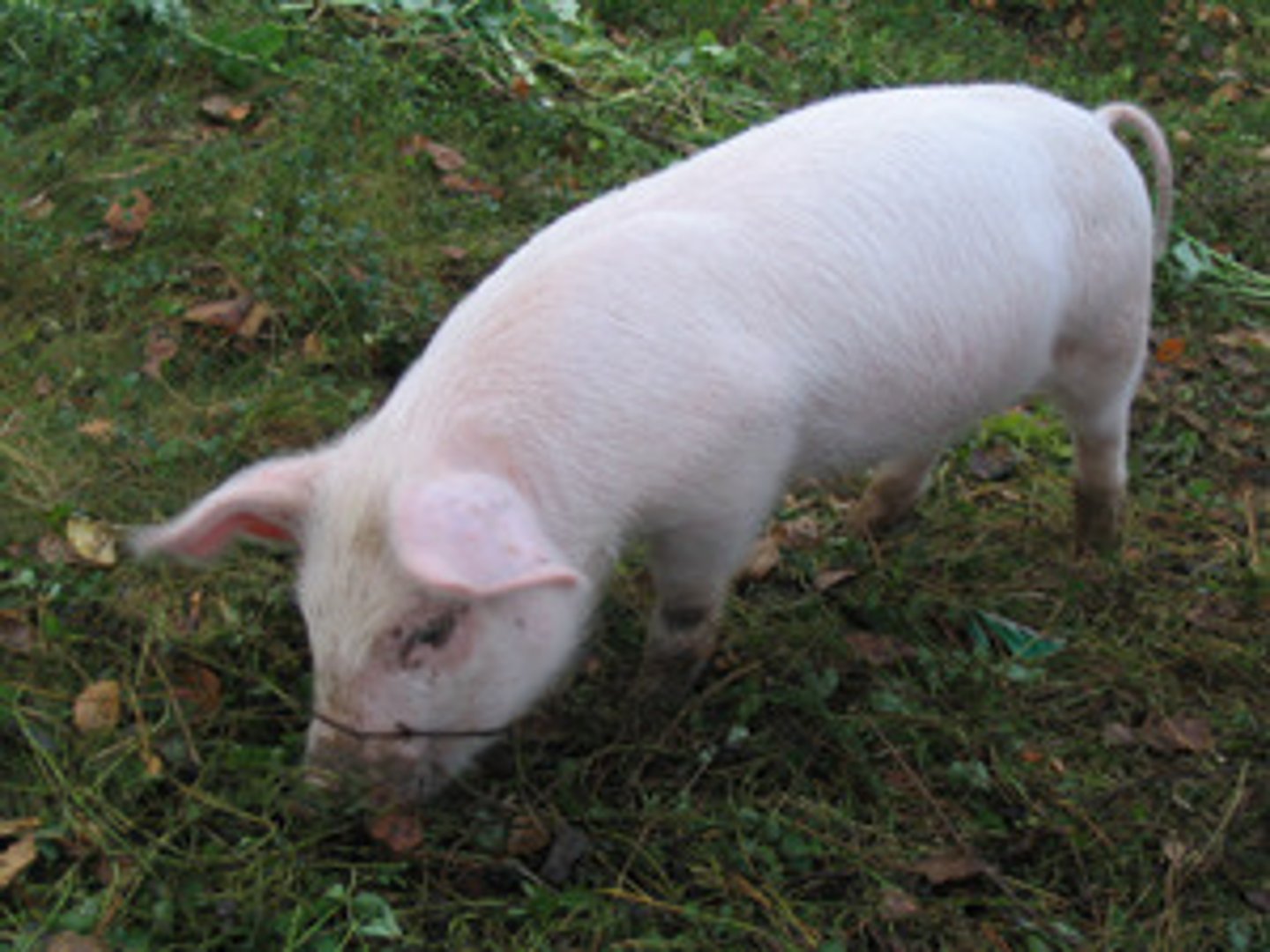 <p>the pig</p>