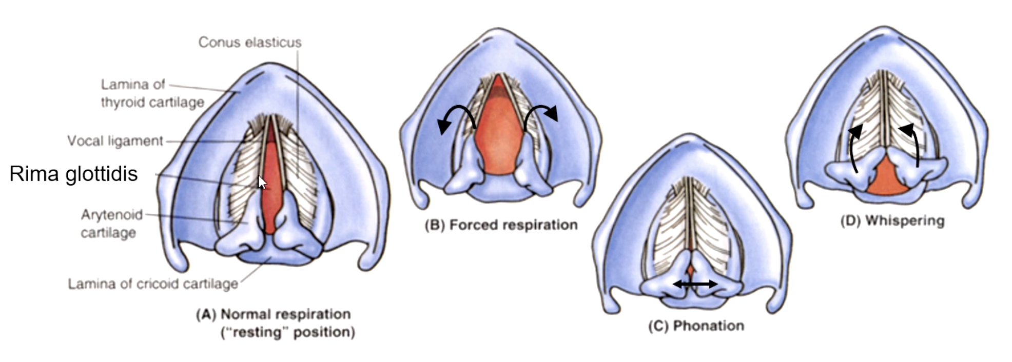 <p>arytenoid cartilage</p>