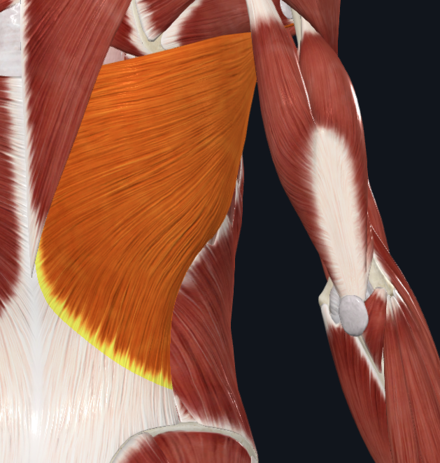 <p>What muscle is this</p>