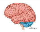 <p><span>a part of the brain located at the back of the head, below the cerebrum and above the brainstem</span></p>