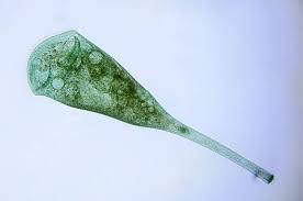 <p>A ciliate - single-celled organisms<span>, possess cilia, short hairlike organelles</span></p>