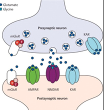 <p>presynaptic and postsynaptic </p>