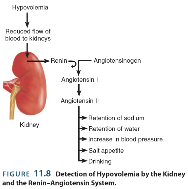 <p>→ conscious <strong>thirst</strong> caused by not enough blood (liquid component) in circulatory system</p><ul><li><p>Experienced after acute blood loss;</p></li><li><p>Low blood pressure triggers the release of <strong>renin</strong> → enzyme from the kidneys that initiates a cascade of chemical reactions to recover blood pressure</p></li></ul><p></p>