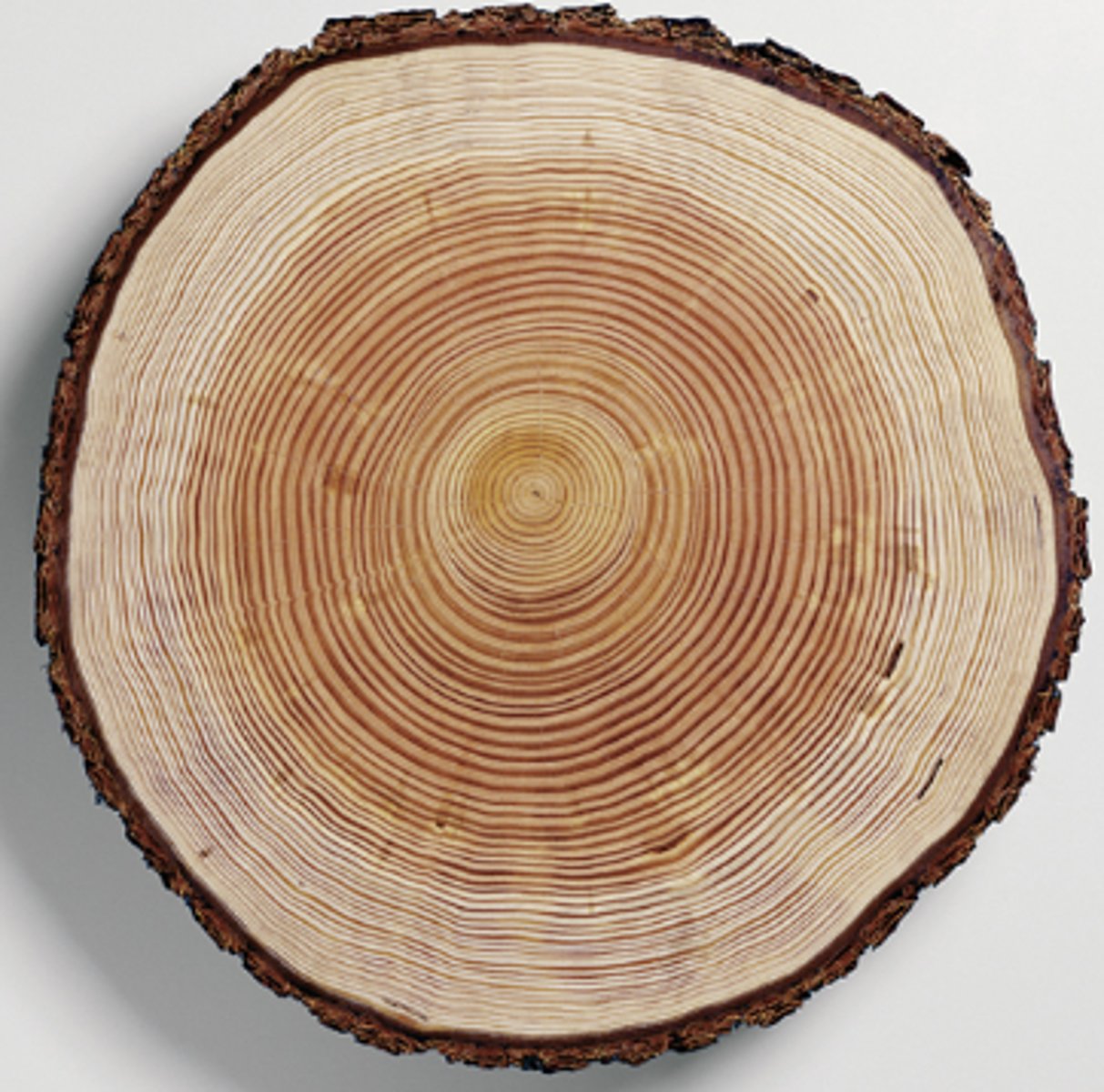 <p>The lightcolored wood in this picture</p>