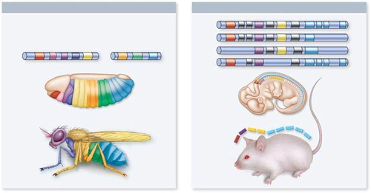 <p>master control genes that regulate body development during embryonic development</p>