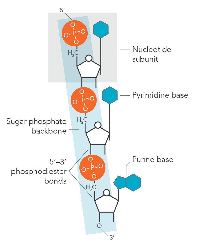 <p>Covalent bond linking nucleotides.</p>