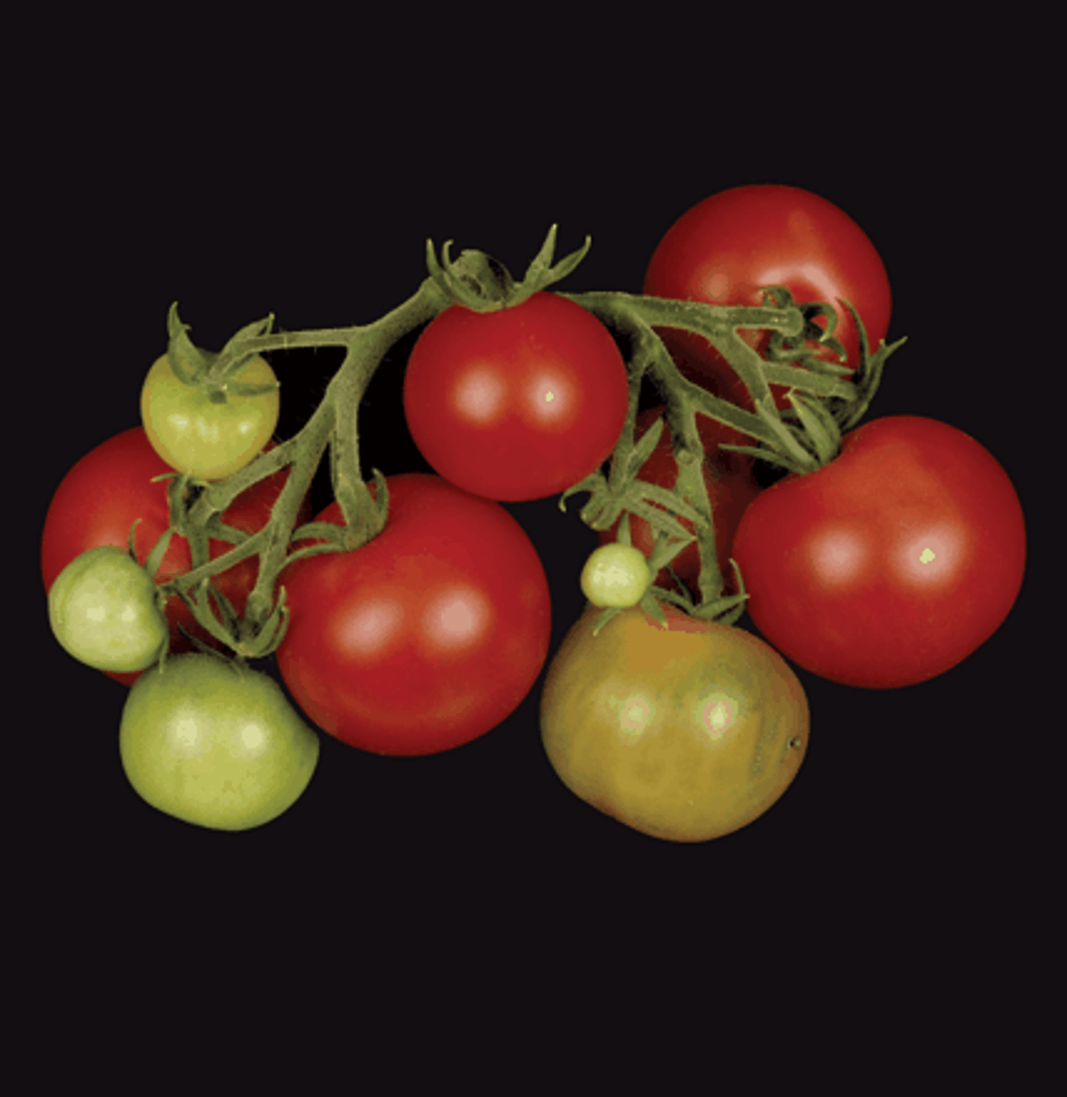 <p>plant hormone that stimulates fruits to ripen</p><p>A gaseous hormone that promotes fruit ripening, leaf and fruit abscission (dropping), and stem thickening, often acting to manage stress</p>