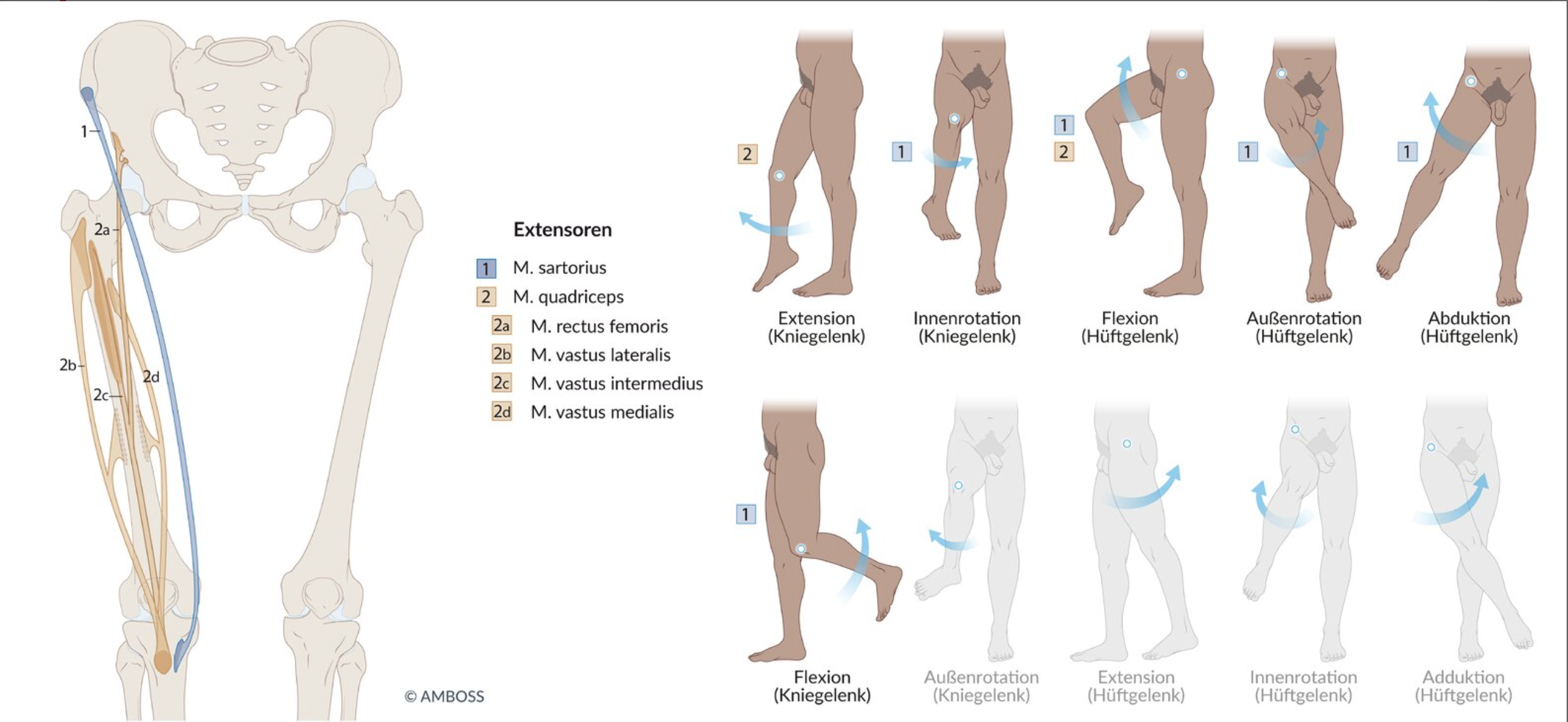 <p>E. Impaired flexion in the hip joint and extension in the knee joint</p>
