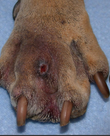 <ul><li><p><span style="color: rgb(136, 136, 136);"><strong>Et: </strong></span><span>Deep infection</span></p></li><li><p><span style="color: rgb(136, 136, 136);"><strong>Sig:</strong> </span><span>short coated breeds&nbsp;</span></p></li><li><p><span style="color: rgb(136, 136, 136);"><strong>Dt:</strong> </span><span>skin scrapings, cytology, biopsy, culture/sensitivity</span></p></li><li><p><span style="color: rgb(136, 136, 136);"><strong>Tx:</strong> </span><span>steroids, antibiotics, topical DMSO, cyclosporine, sx/laser removal, tetracycline, niacinamide</span></p></li></ul><p></p>