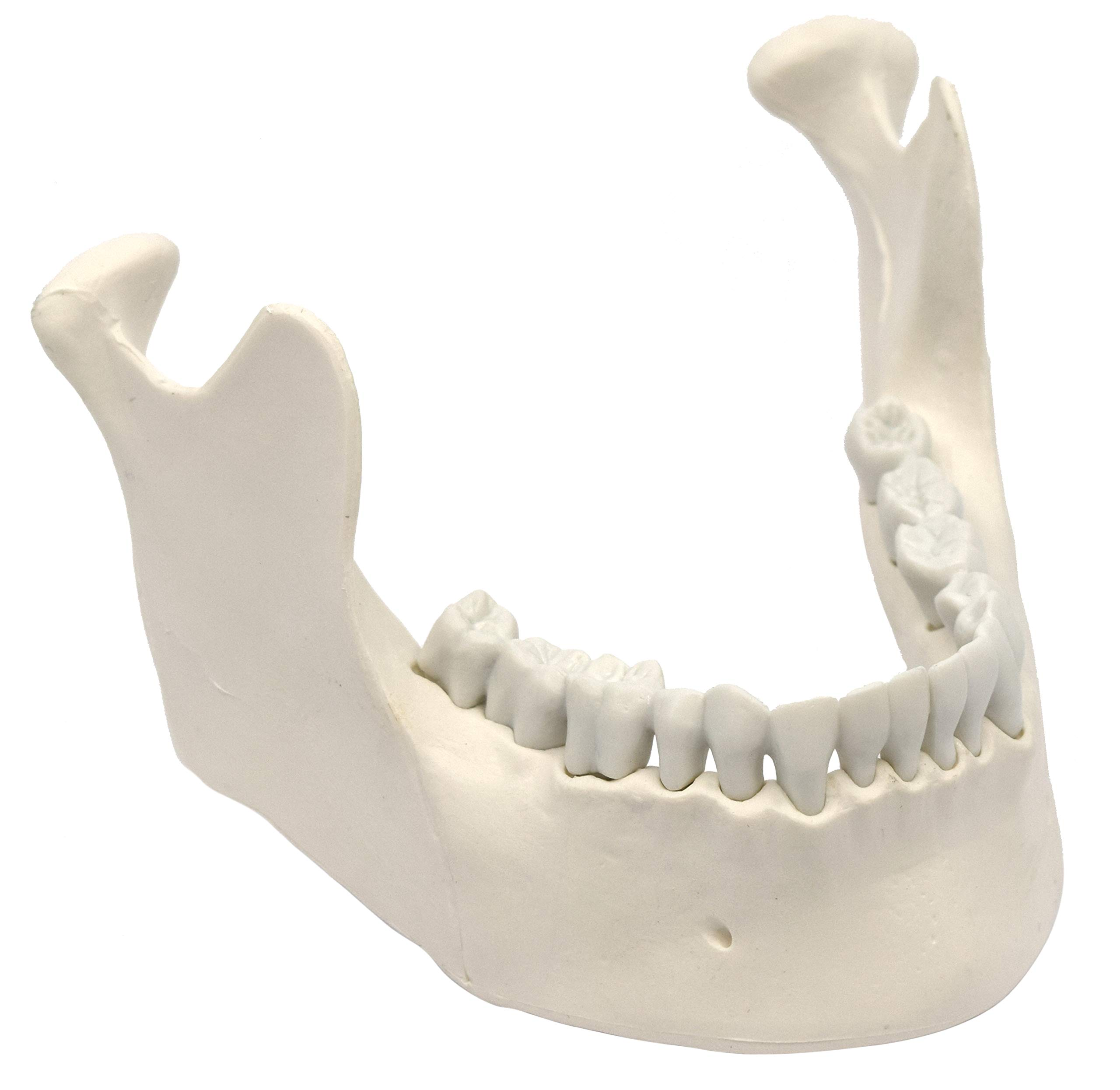 <p>What bone is this?</p>