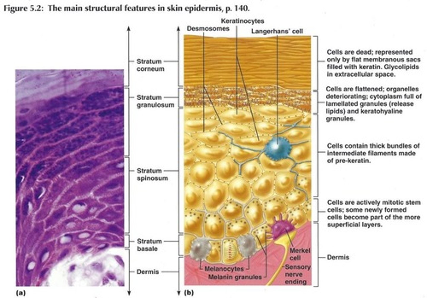 <p>Cells are filled with keratin (literally keratin filled plasma membranes),</p><p>Helps give epidermis its protective properties,</p><p>Thickness varies depending on use (Calluses)</p>