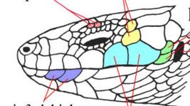 <p>light blue scales</p>