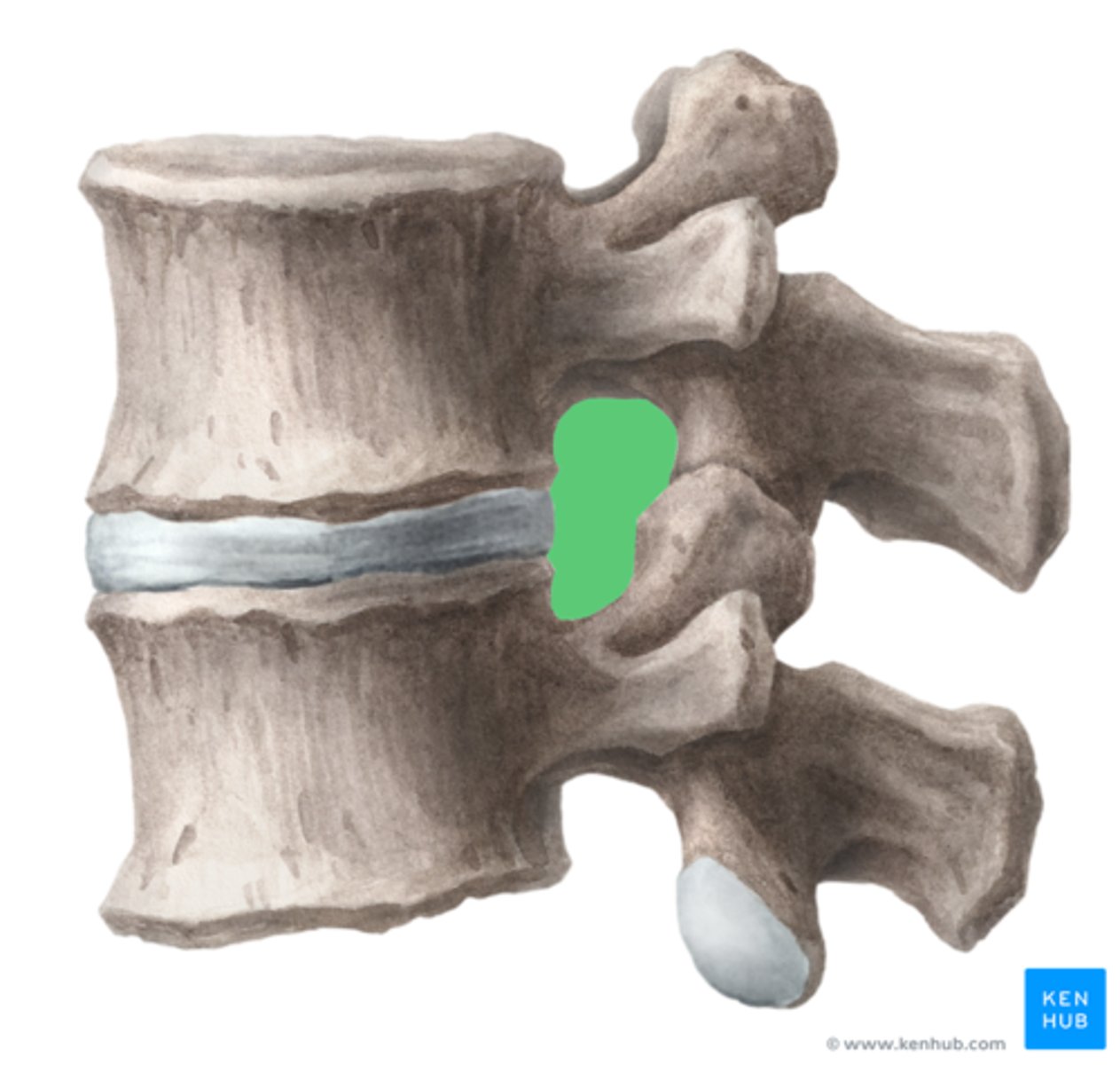 <p>Öppning mellan två kotor från sidan (ryggmärgsnerverna utträder från denna)</p>