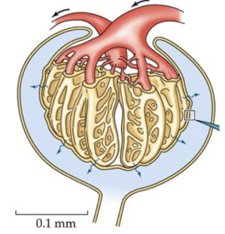 <ul><li><p>Blood enters the glomerulus through the afferent arteriole and exits through the efferent arteriole</p></li><li><p>Exit of blood in the capillary bed through an arteriole rather than a venule allows tight regulation of contraction through systole pressure (heart contraction)</p></li></ul><p></p>
