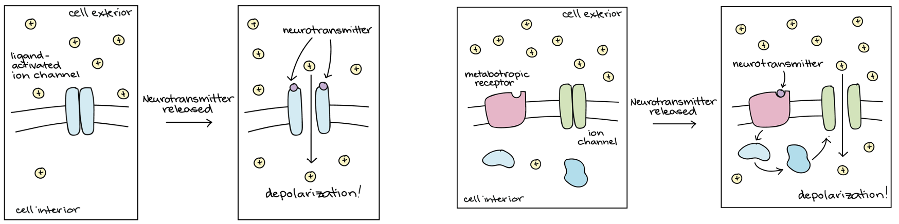 <p>Ligand-gated ion channels (inotropic receptors) → directly depolarise or hyper polarise the post synaptic cell. </p><p>G-protein coupled receptors (metabotropic receptors) → more complex effects. </p>