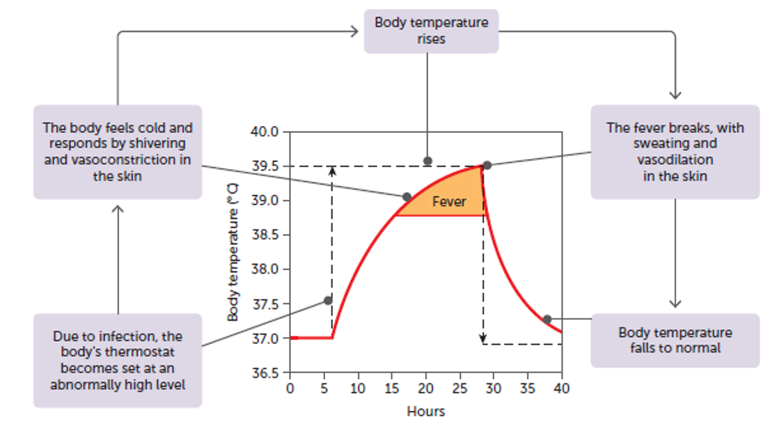 <p><strong>Fever breaks (defervescence phase)</strong></p><p class="MsoListParagraphCxSpFirst">As the pyrogens subside, the thermostat is reset to normal by heat loss mechanisms:</p><p class="MsoListParagraphCxSpMiddle">-<span style="font-size: 7pt; font-family: &quot;Times New Roman&quot;"> </span>Sweating</p><p class="MsoListParagraphCxSpMiddle">-Vasodilation of skin arterioles </p><p class="MsoListParagraphCxSpMiddle">-Person feels warm and looks flushed</p><p class="MsoListParagraphCxSpLast">-Heat is lost and body temperature is returned to normal</p>