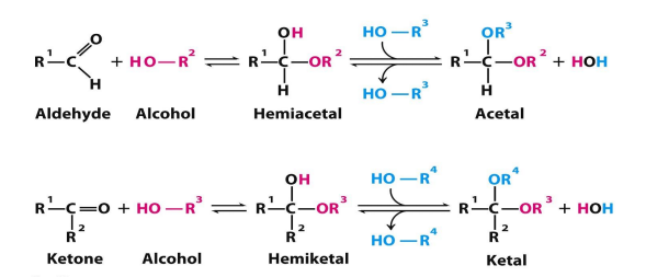 <p>aldehyde or ketone—&gt; hemi (one alcohol added) —&gt; acetal or ketal (2nd alcohol added) </p>