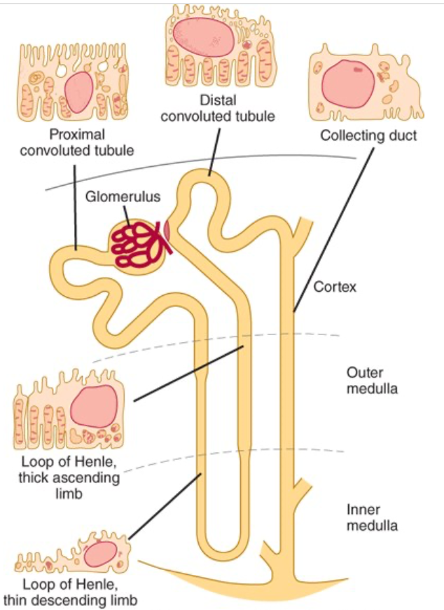 <p>Renal tubule + glomerulus</p>