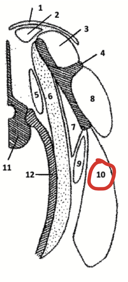 <p>Large muscle located in the triangular area bounded by the ventral edge of the scapula and the posterior edge of the humerus.</p><p>Its name (three heads) indicates that his large triangular muscle is subdivided. Thus, when seen in a cut of meat from the shoulder, it may look like more than one muscle.</p>