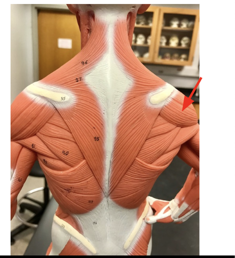 <p>Posterior view of the deltoid </p>