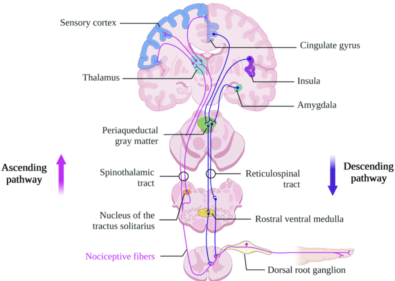 <p>localization of where the nociceptive stimuli is coming from. </p><p>1) cell bodies reside in the dorsal root ganglion, detecting noxious stimuli and transmitting signals to the spinal cord. </p><p>2) located in the spinal cord gray matter, the neurons here receive input and ascend in the white matter</p><p>3) situated in the thalamus, these project the signal to the cerebral cortex for processing </p>