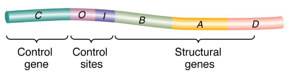 <p>clusters of genes controlled by a single promoter</p>