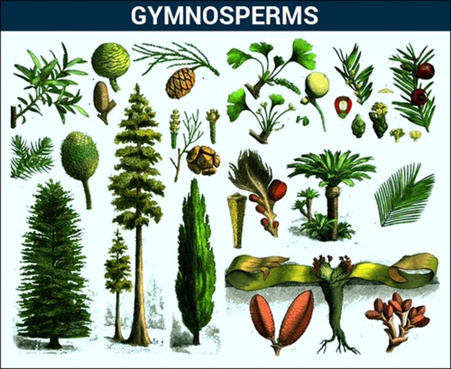 <p>a group of seed-producing plants, meaning they have "naked seeds" that are not enclosed within a protective fruit or ovary</p>