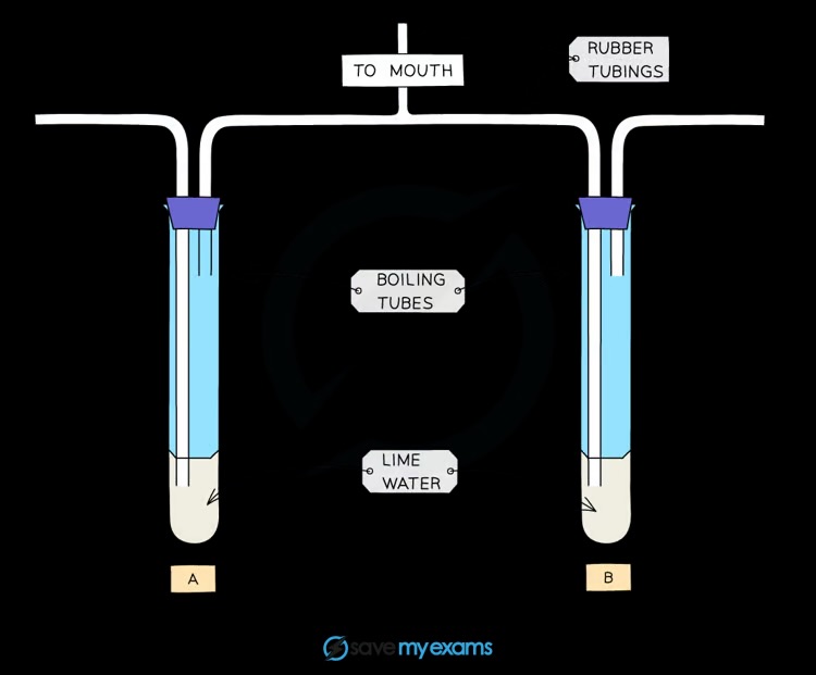 <p>Use limewater to test for carbon dioxide (limewater turns cloudy with CO₂)</p>