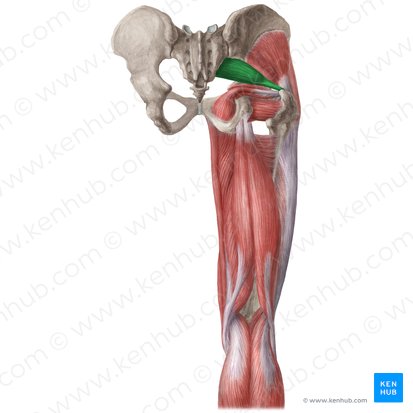 <p>Piriformis (o)</p>